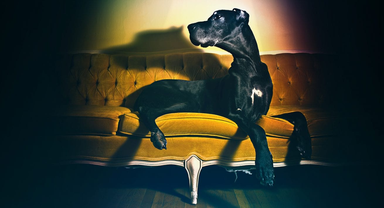 Sitting Fee FREE Photo Sessions For Baltimore Dog Owner