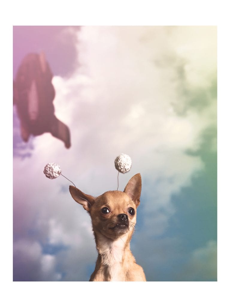space chihuahuas dog cosplay brown golden rocket baltimore md
