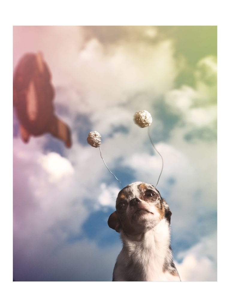space chihuahuas dog cosplay long neck rocket to venus