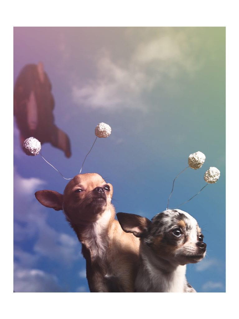 space chihuahuas dog cosplay serious baltimore