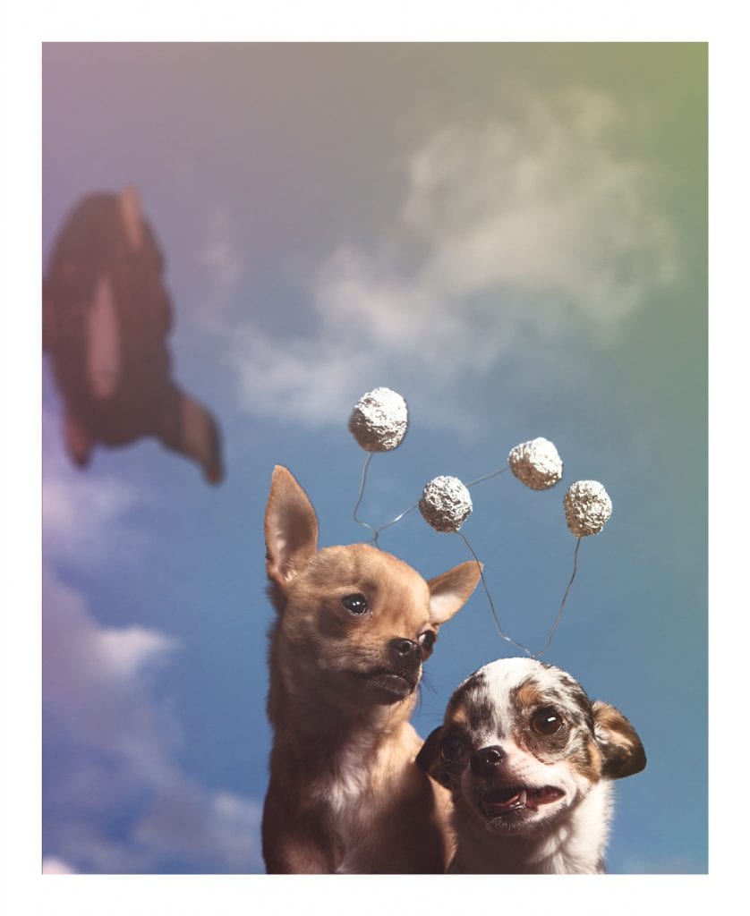 space chihuahuas dog cosplay goofy colorful