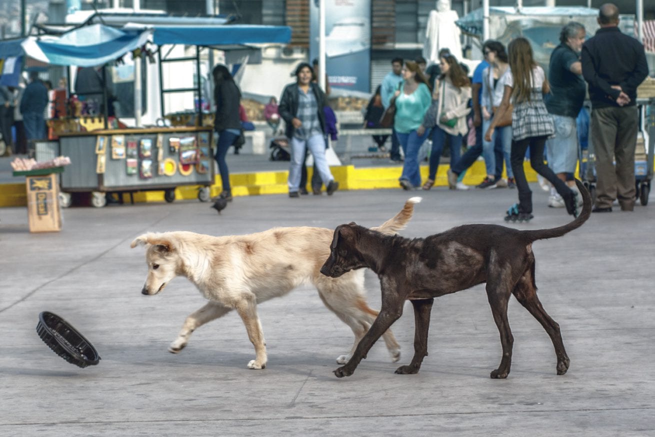 Stray Dogs Playing with a Container Chile Lab black golden