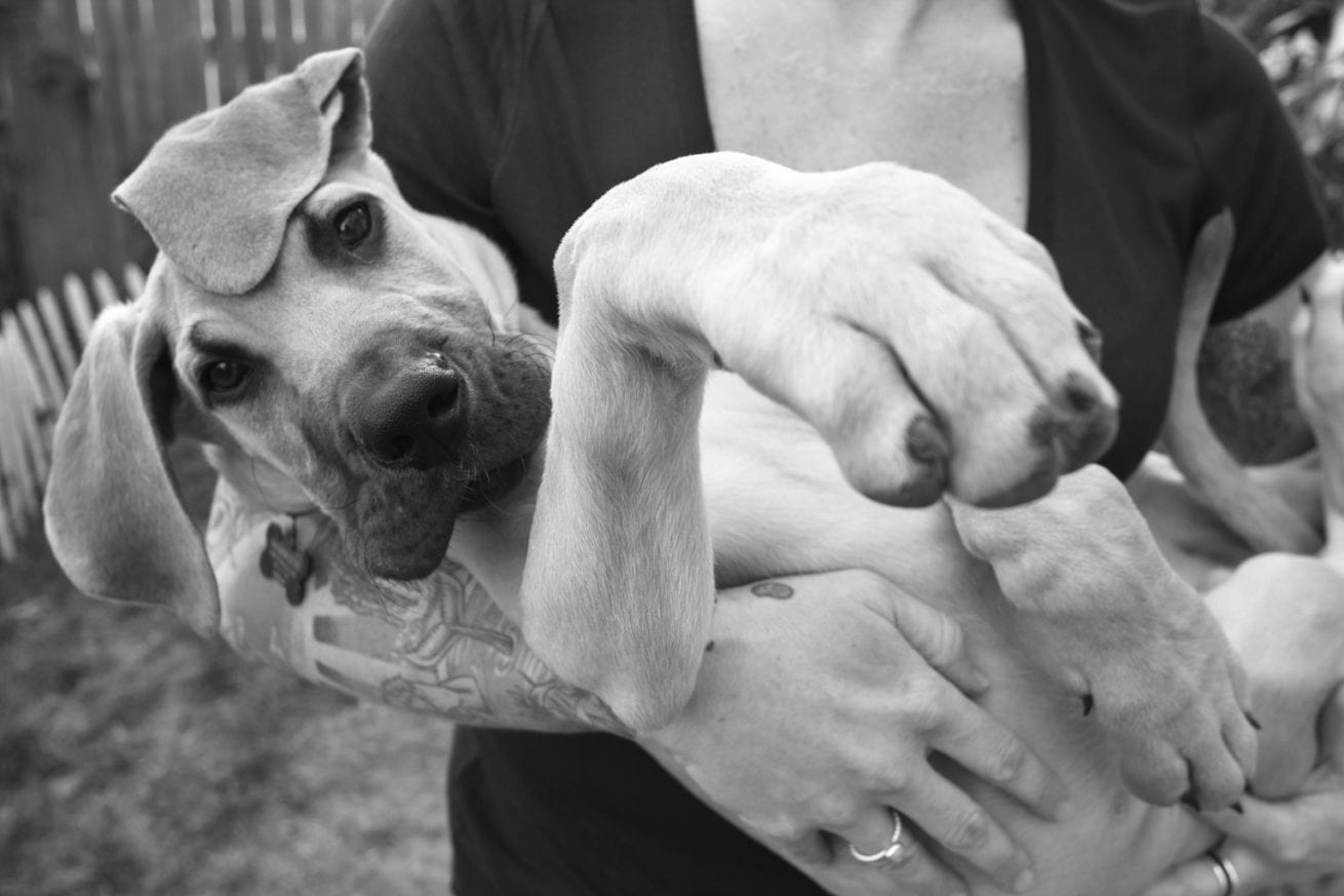 a photo of a Great Dane Puppy being help by a lady in a tshirt