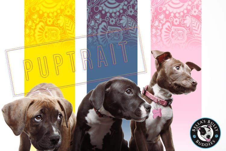 Cute pitbull puppy pictures from the Puptrait Studio in Washington D.C., featuring the lovable foster dogs of Bella's Bully Buddies. Our favorite foster and dog rescue group in the Mid Atlantic region.