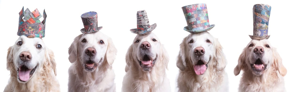 5 cute English Golden Retrievers all photographed at the Puptrait Studio during individual photo sessions.
