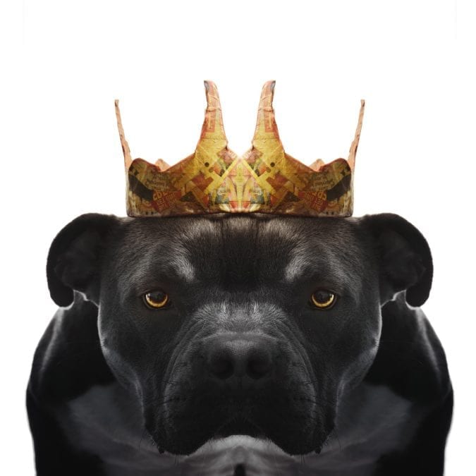 A black staff wearing a golden crown. He is lit with specular highlights in a studio against a clean white background.