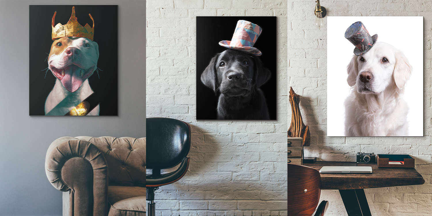 Maryland and Washington D.C. professional pet photographer. Dog friendly Baltimore, MD based photography studio.
