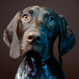Federal Hill Pet Portrait Photographer