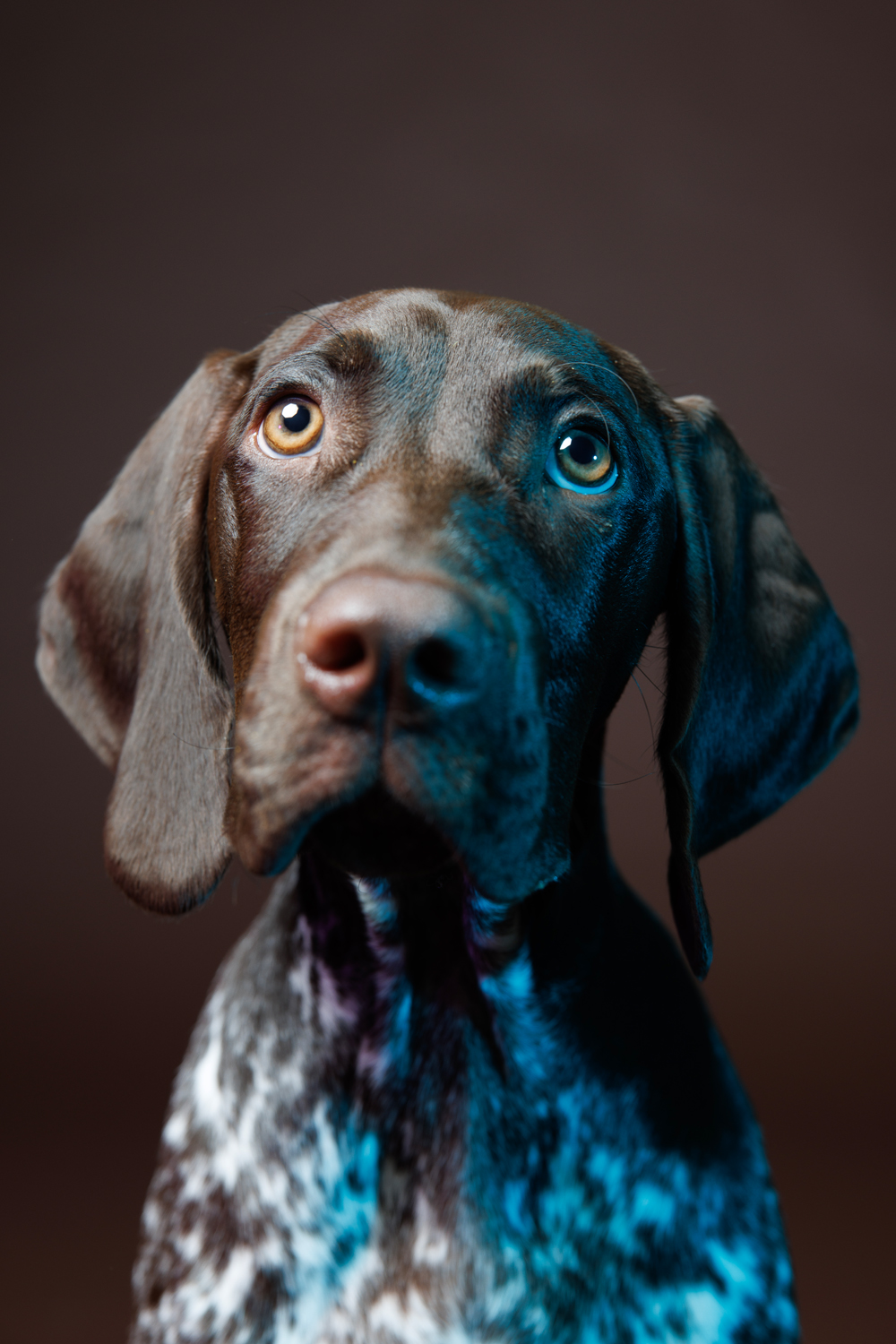 Federal Hill Pet Portrait Photographer