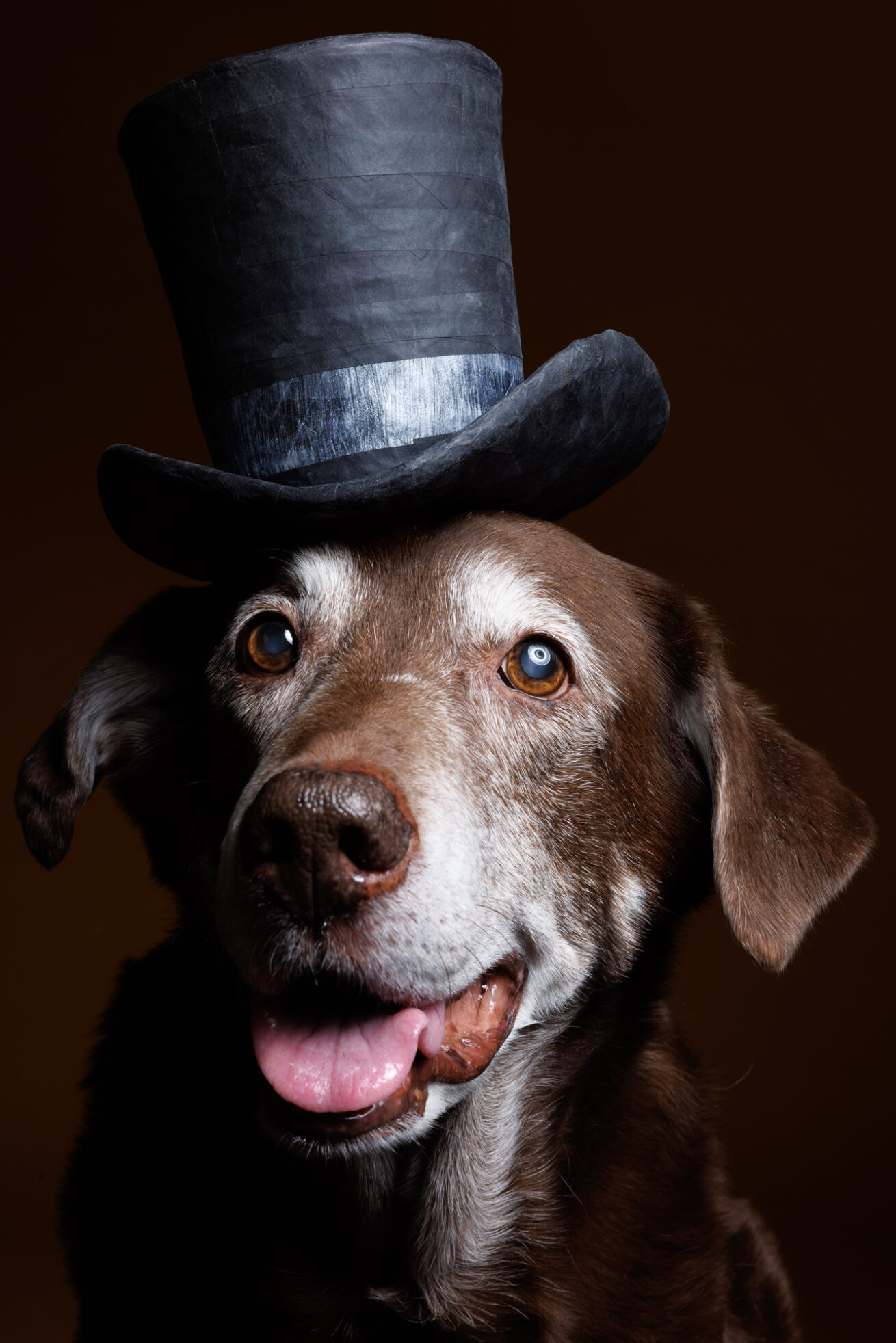Professional Dog Photographer near Washington, DC