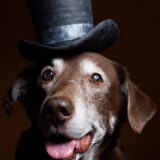 Professional Dog Photographer near Washington, DC