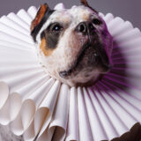 Professional Dog Photographer near Elizabethan ruff collar costume pet portrait