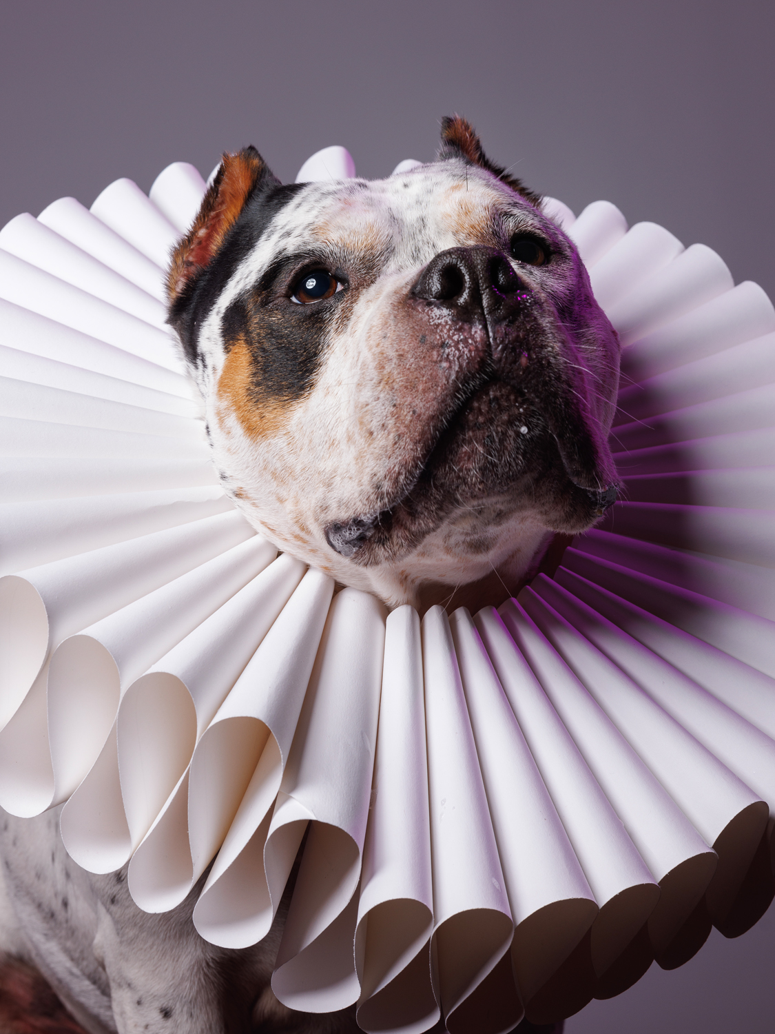 Professional Dog Photographer near Elizabethan ruff collar costume pet portrait
