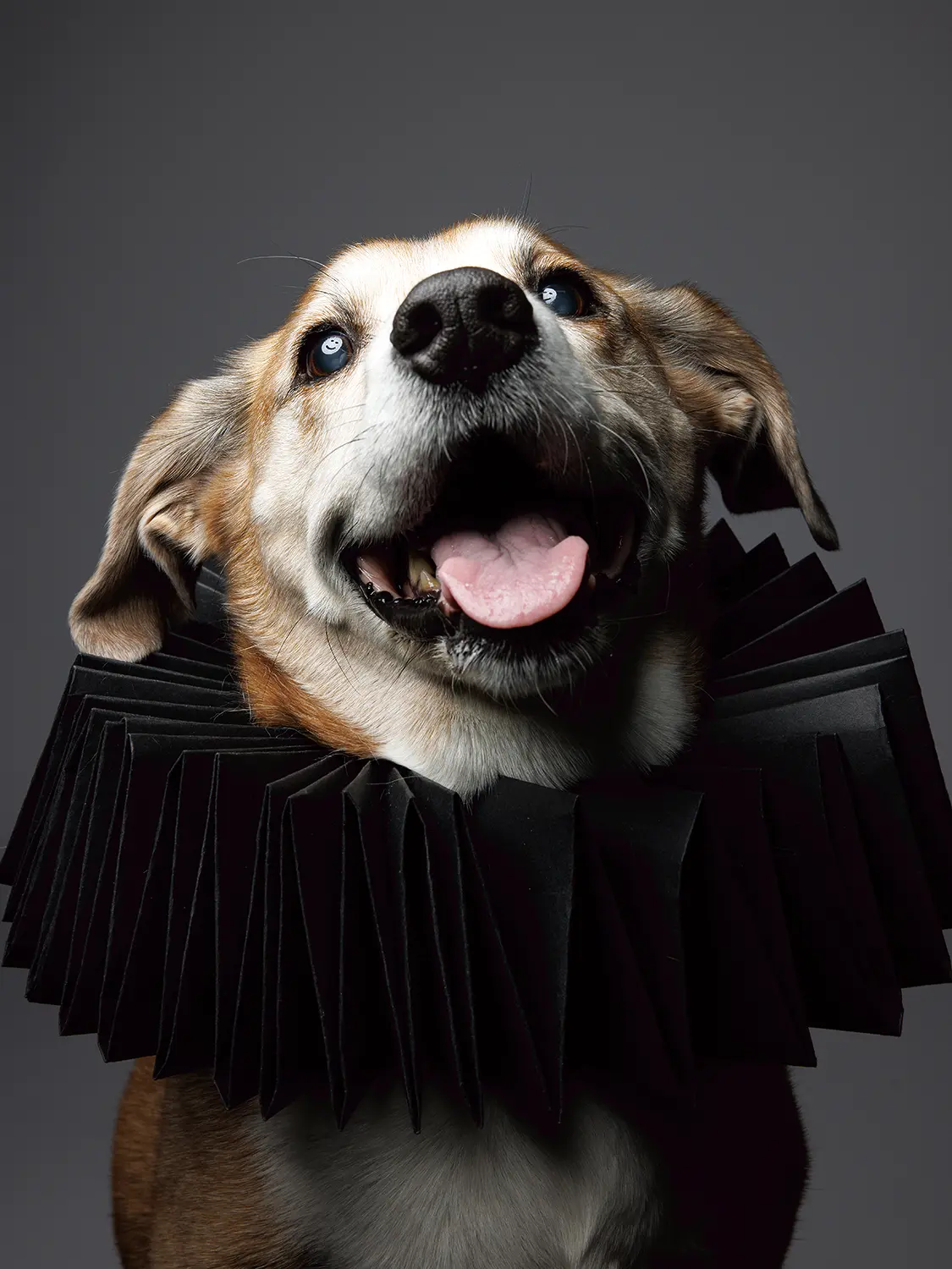 luxury pet portrait near Washington DC