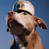 Modern dog portrait photographer near Annapolis, Maryland