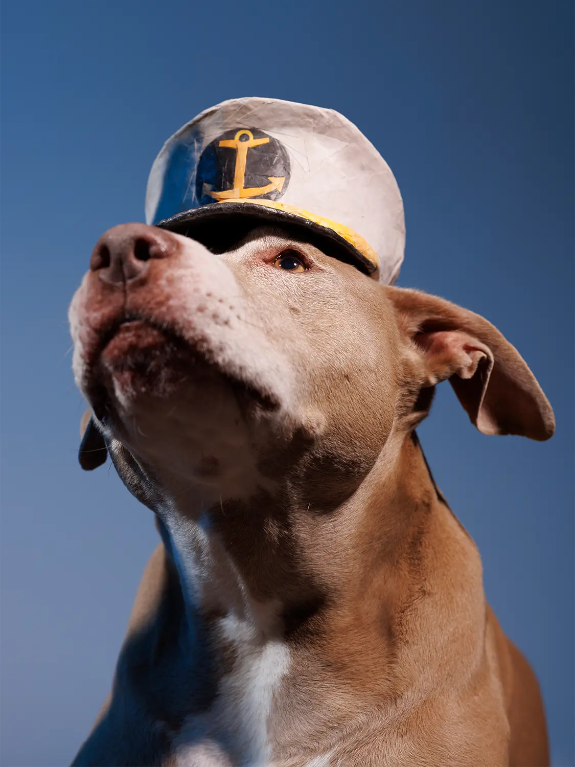 Modern dog portrait photographer near Annapolis, Maryland
