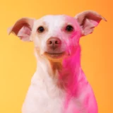 Colorful studio portrait professional pet and portrait photographer