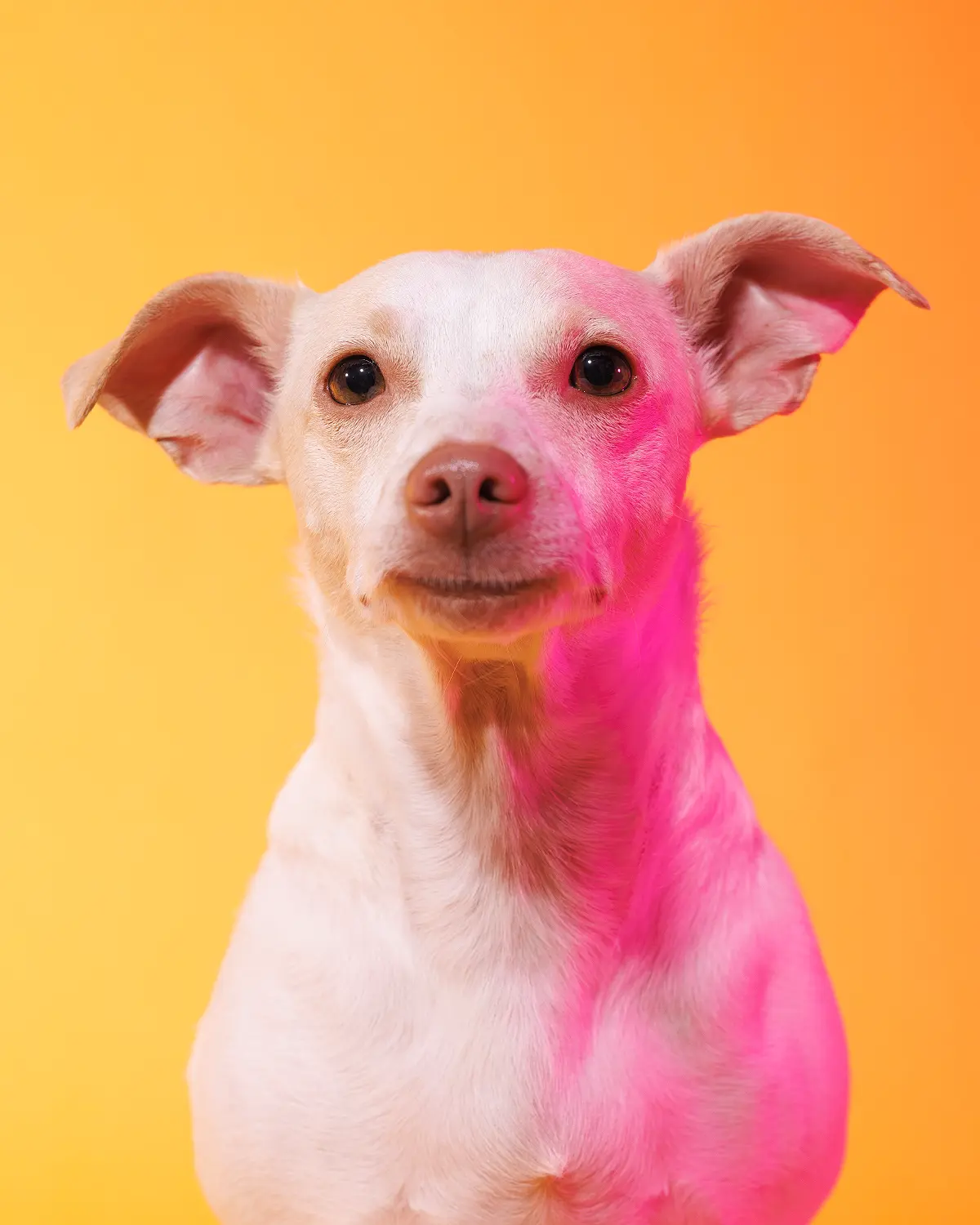 Colorful studio portrait professional pet and portrait photographer