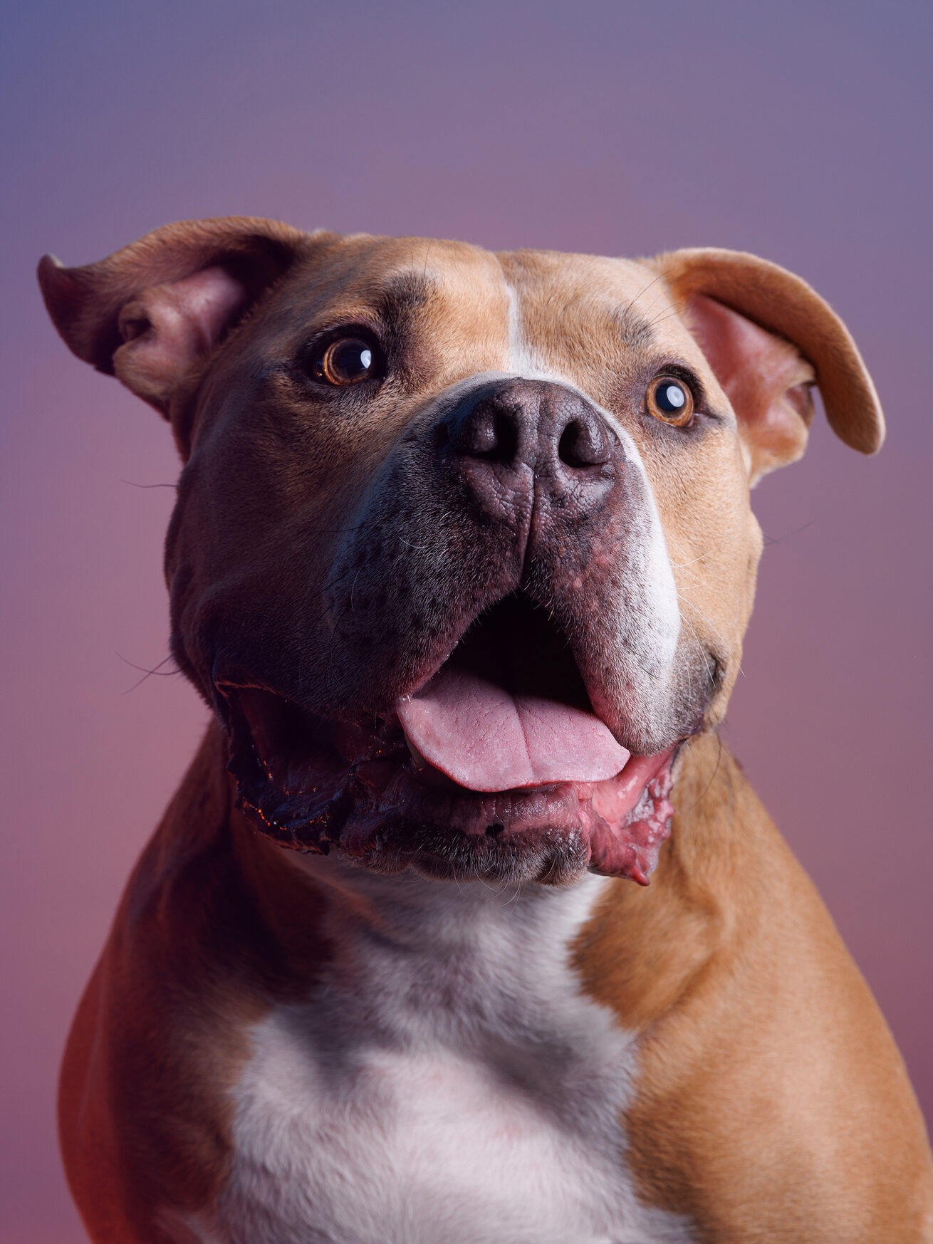 Color pet portrait studio photographer in Maryland