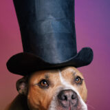 Creative Dog Photographer in Baltimore, Maryland