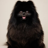 Famous pet photographer near Washington D.C. / DMV