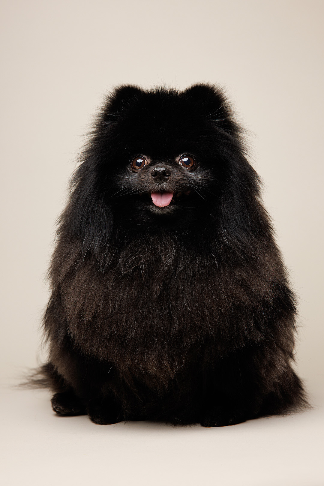 Famous pet photographer near Washington D.C. / DMV