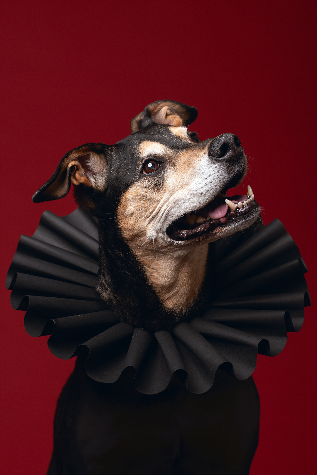 Cheap Pet Photographer in Maryland