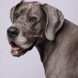 Photographer that photographs dogs and owners