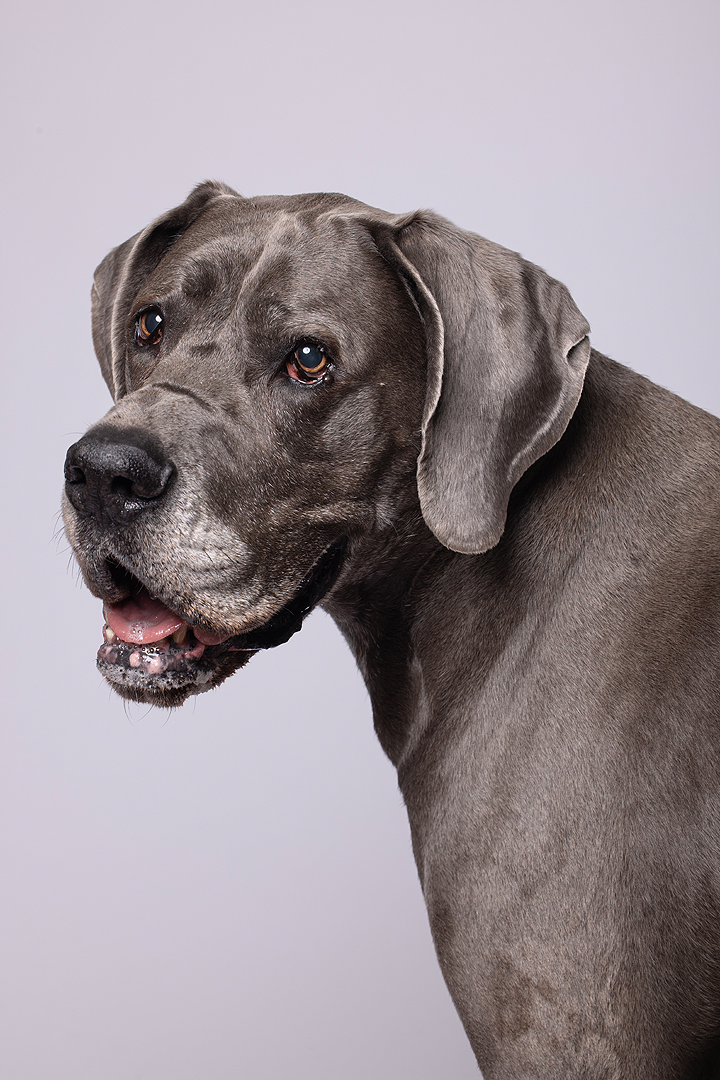 Photographer that photographs dogs and owners