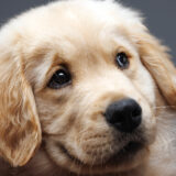 Puppy photographer in Baltimore, Maryland