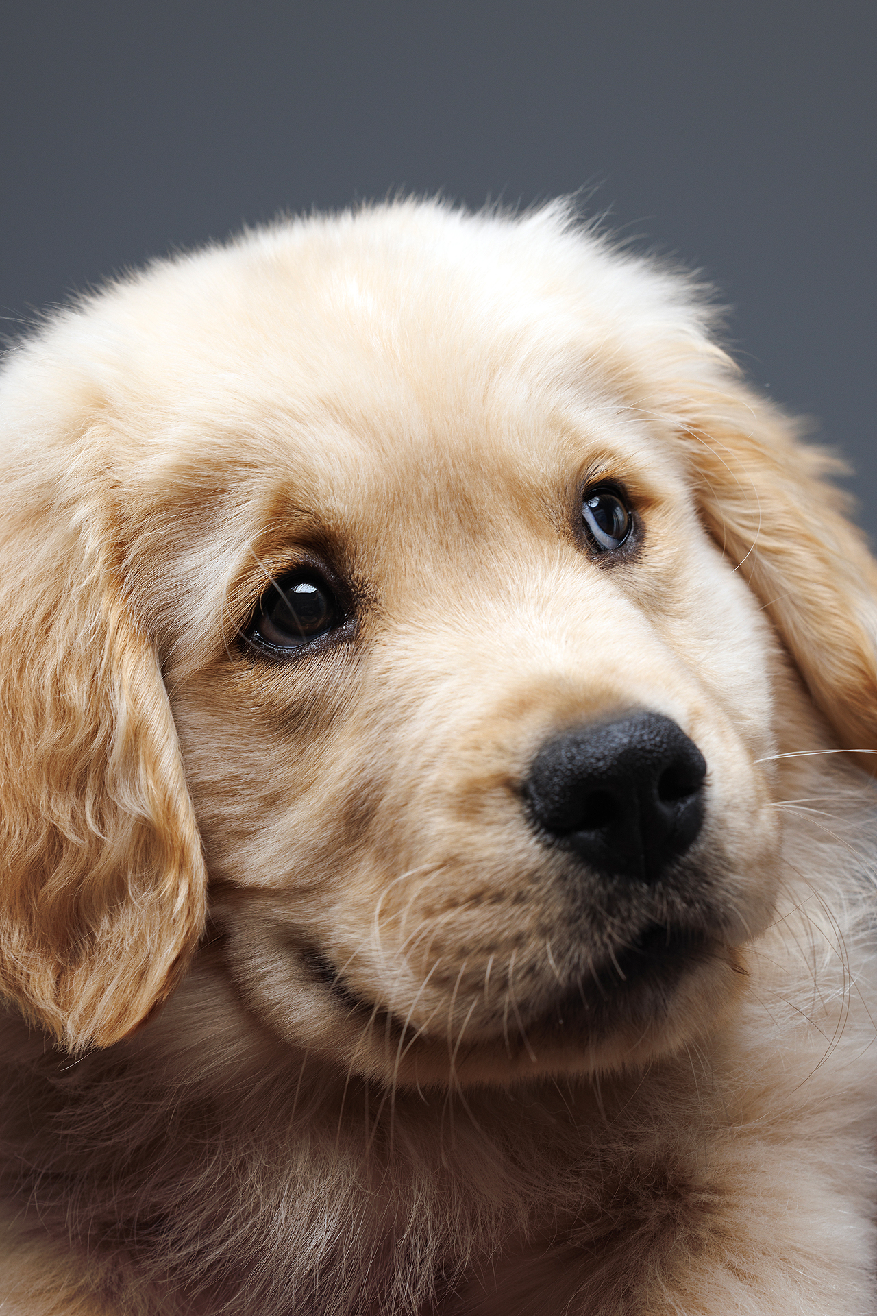 Puppy photographer in Baltimore, Maryland