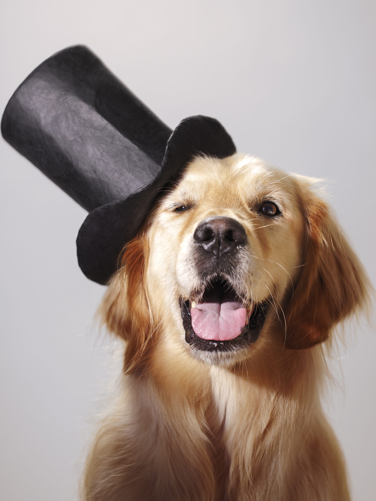 Roland Park Pet Photographer dog-friendly studio portrait minis
