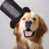 Roland Park Pet Photographer dog-friendly studio portrait minis