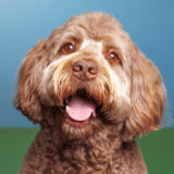 Maryland pet photographer portrait photographed in studio