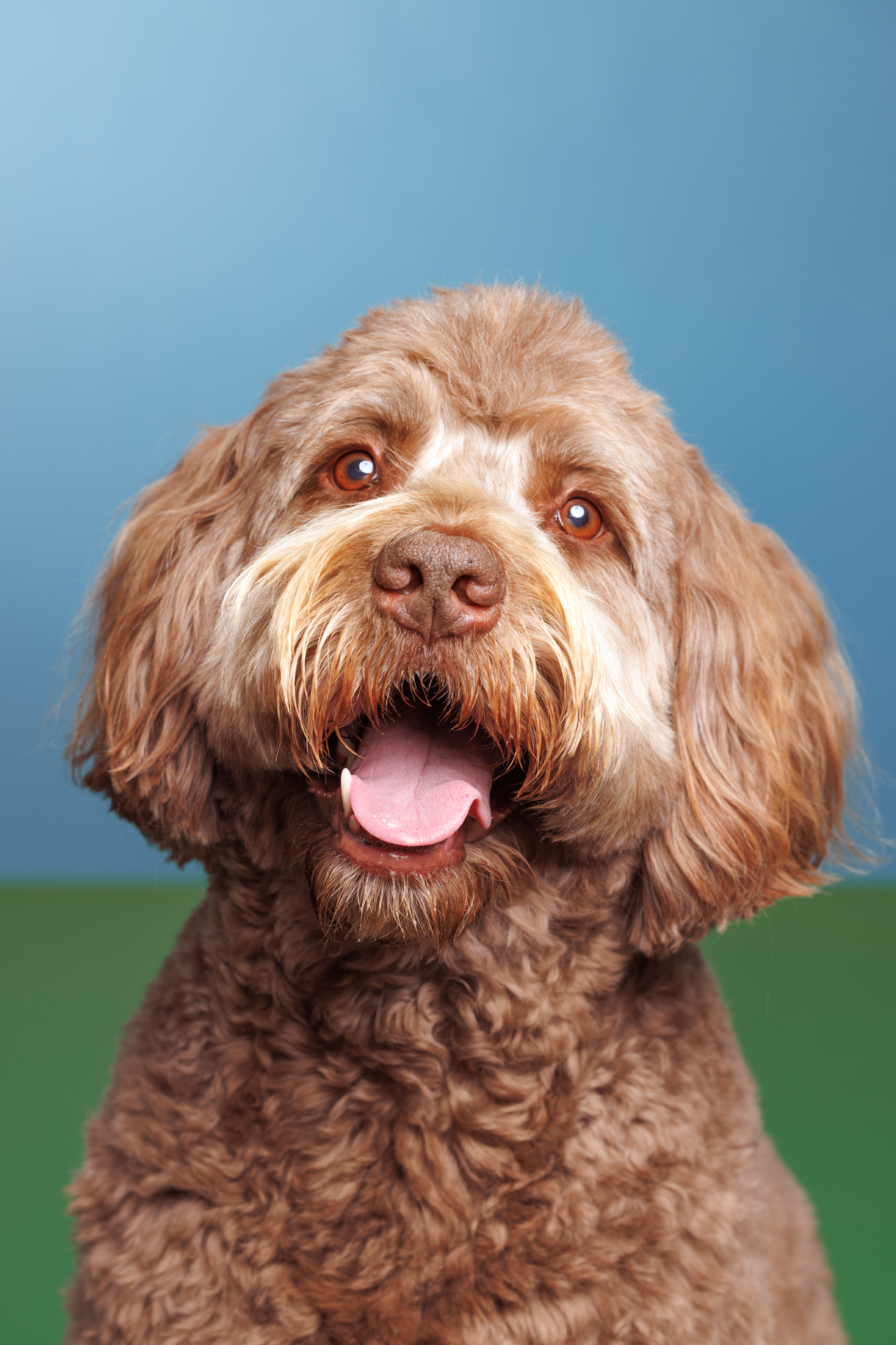 Maryland pet photographer portrait photographed in studio