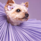 Pet portrait mini photographer Fells Point, Baltimore Maryland