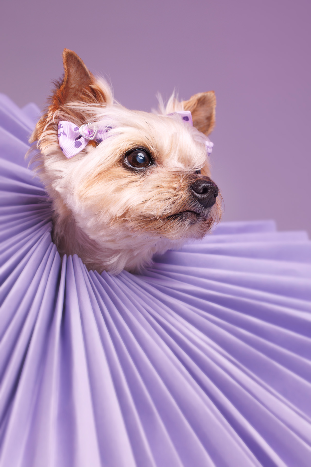 Pet portrait mini photographer Fells Point, Baltimore Maryland