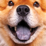 Baltimore dog photographer macro close up of Chow Chow with cute purple tongue