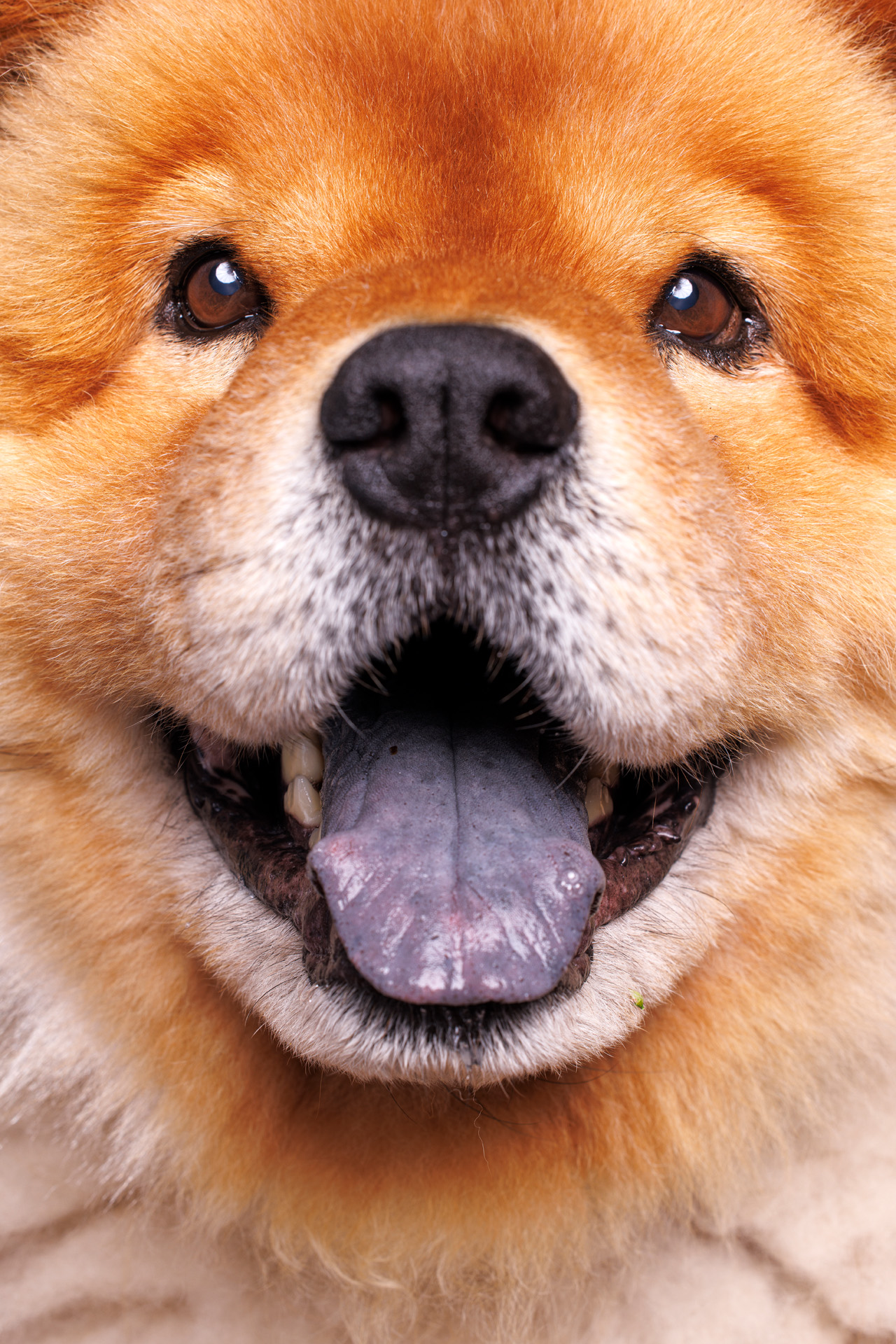 Baltimore dog photographer macro close up of Chow Chow with cute purple tongue