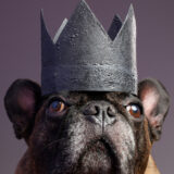 Pet Photographer near Federal Hill, Baltimore, Maryland
