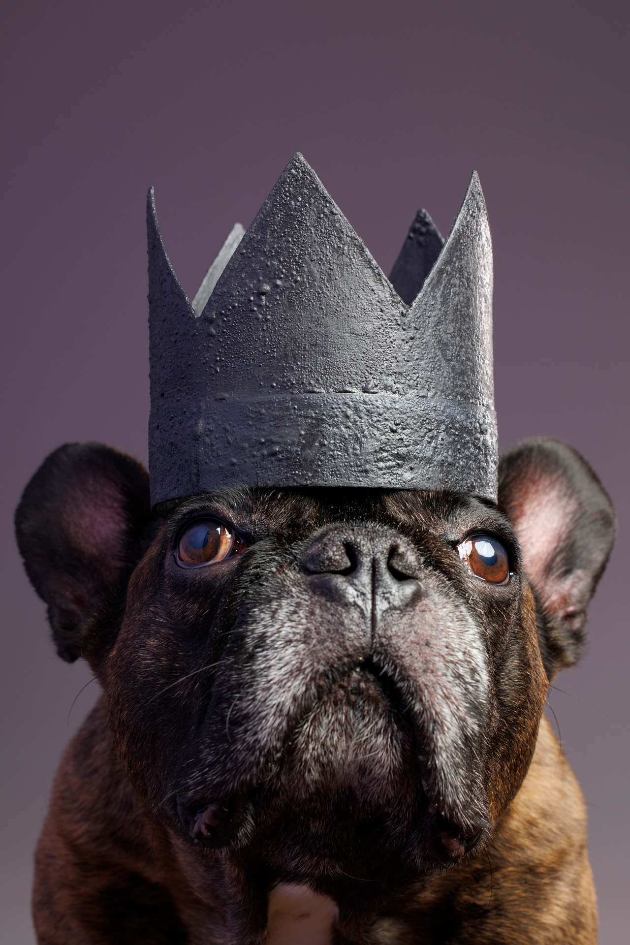 Pet Photographer near Federal Hill, Baltimore, Maryland