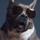 Maryland pet photographer studio portrait mini in sunglasses