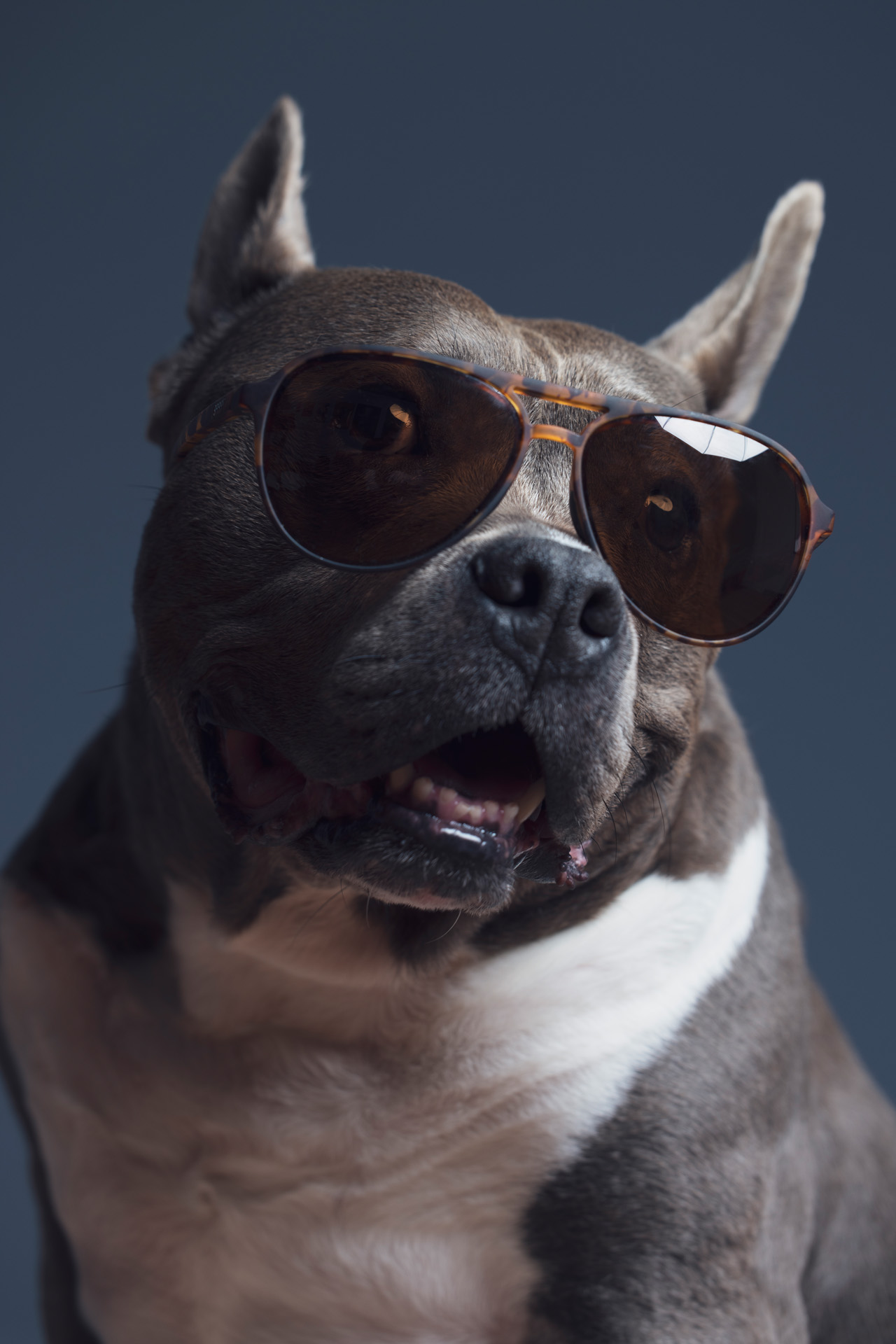 Maryland pet photographer studio portrait mini in sunglasses