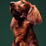 Maryland pet photographer that photographs dogs and owners