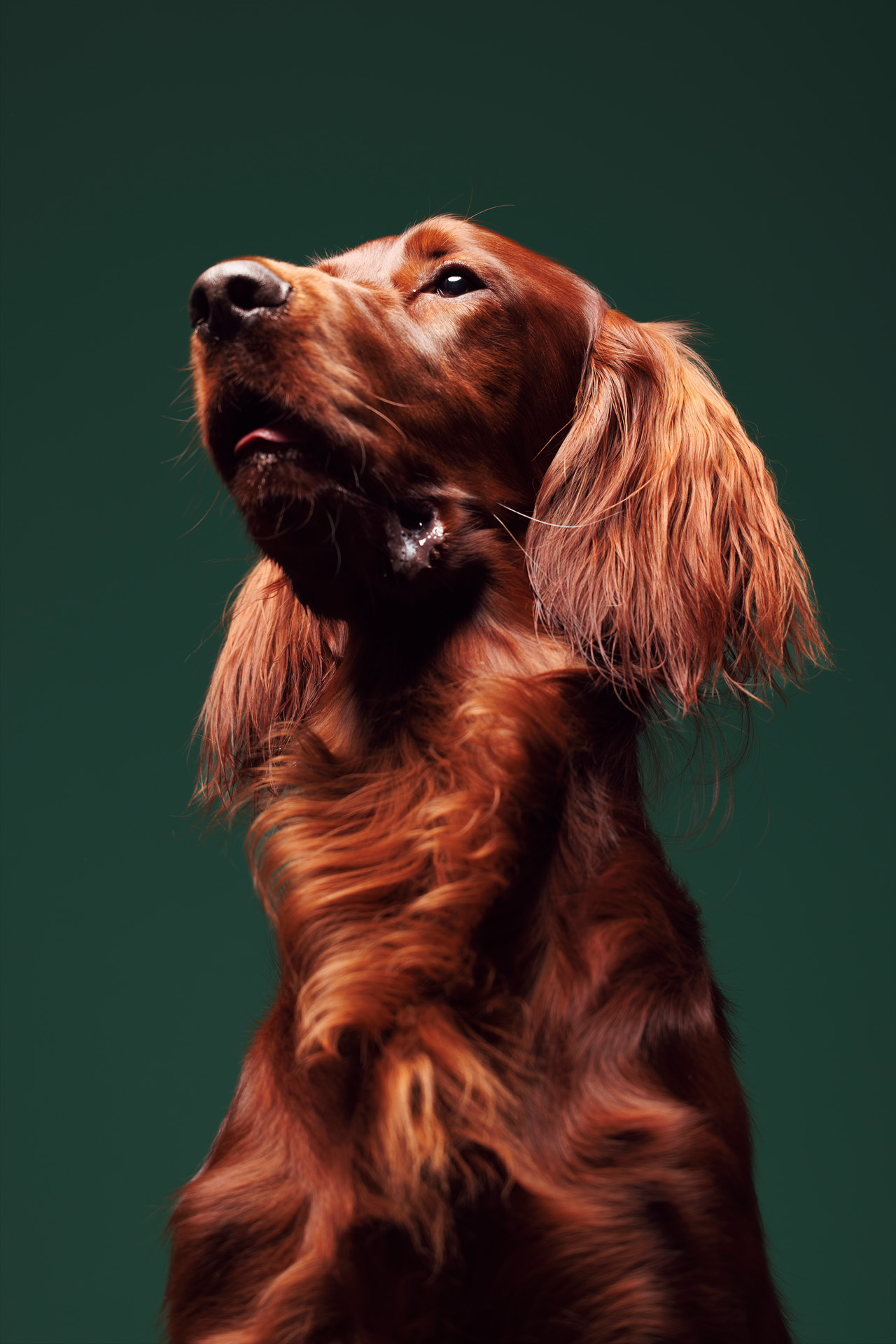 Maryland pet photographer that photographs dogs and owners