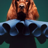 Costumed pet portrait of dog in collar professional pet photographer studio
