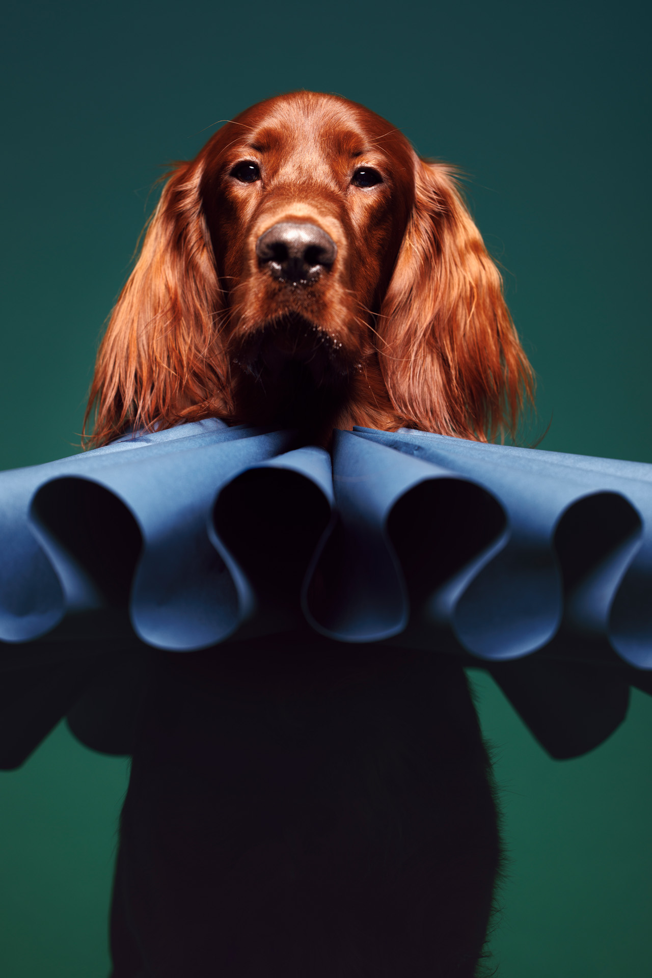 Costumed pet portrait of dog in collar professional pet photographer studio