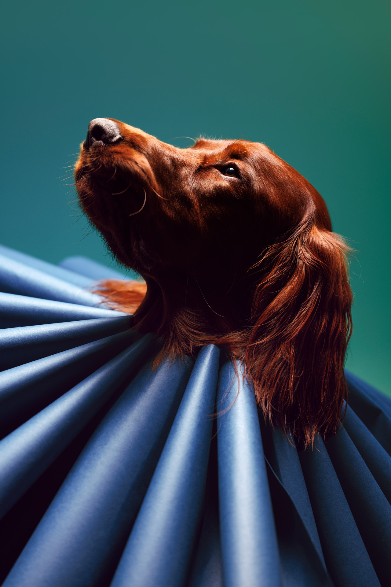 Dog-Friendly Studio Portrait of Irish Setter in blue ruff collar